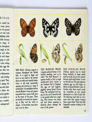 Butterflies In Britain. Puffin Picture Book No. 29. Written & Lithographed by Richard Chopping.